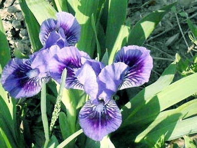 Photo of Standard Dwarf Bearded Iris (Iris 'Bow Tie') uploaded by ge1836