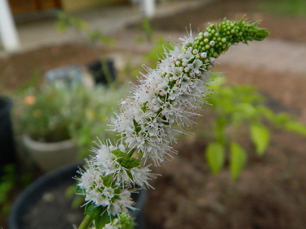 Photo of Spearmint (Mentha spicata) uploaded by wildflowers