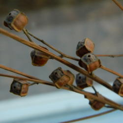 Location: Northeastern, Texas
Date: 2013-02-15
The fruits are box shaped seed pods that carry tiny dust-like see