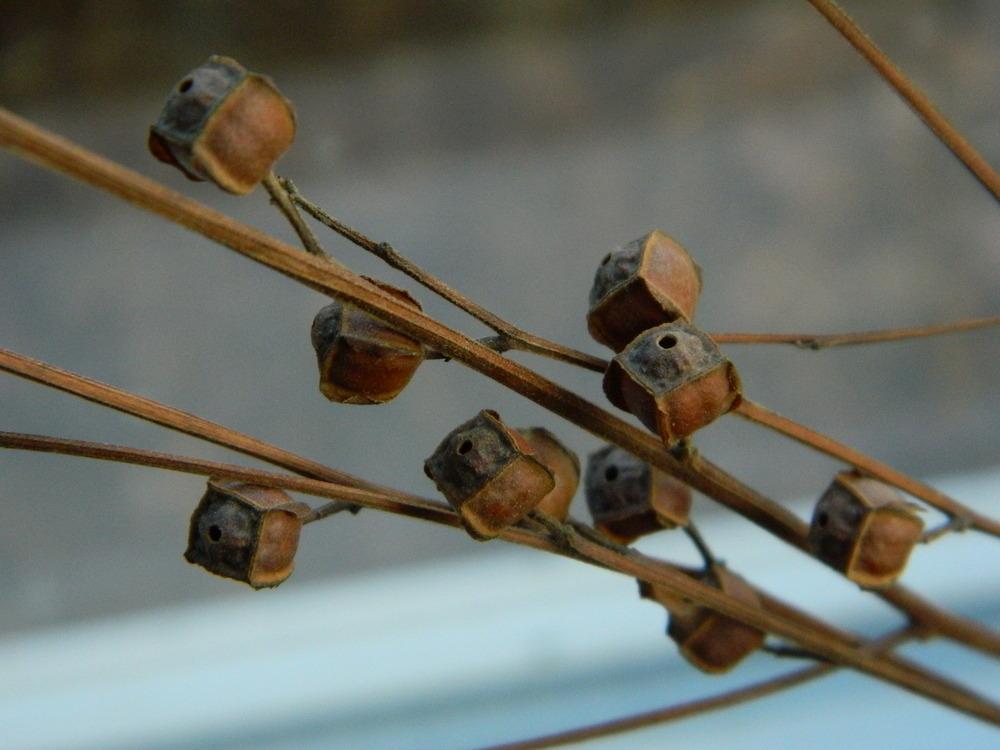 Photo of Seed Box (Ludwigia alternifolia) uploaded by wildflowers