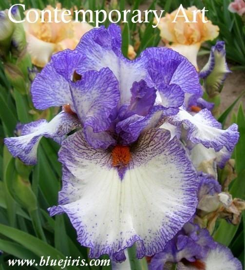 Photo of Tall Bearded Iris (Iris 'Contemporary Art') uploaded by Calif_Sue