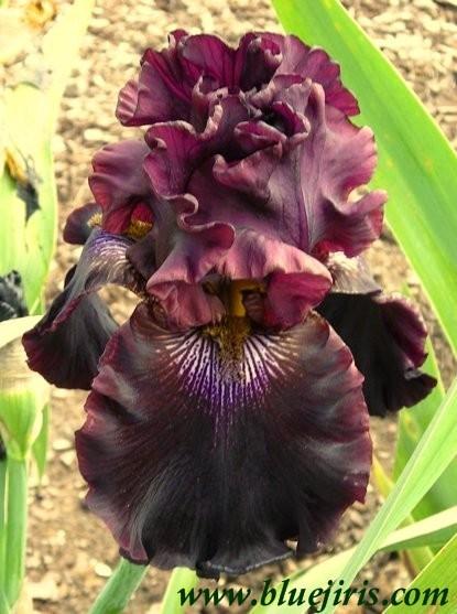 Photo of Tall Bearded Iris (Iris 'Crimson Lights') uploaded by Calif_Sue