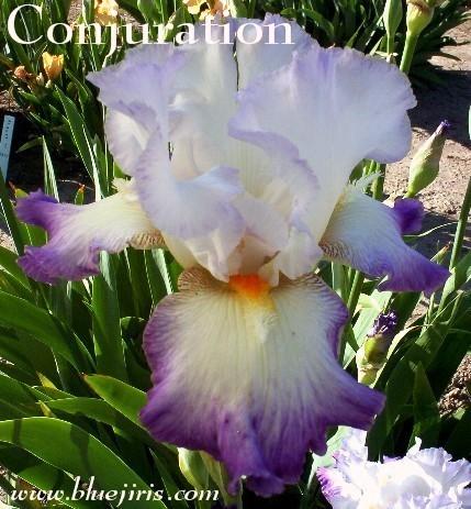 Photo of Tall Bearded Iris (Iris 'Conjuration') uploaded by Calif_Sue