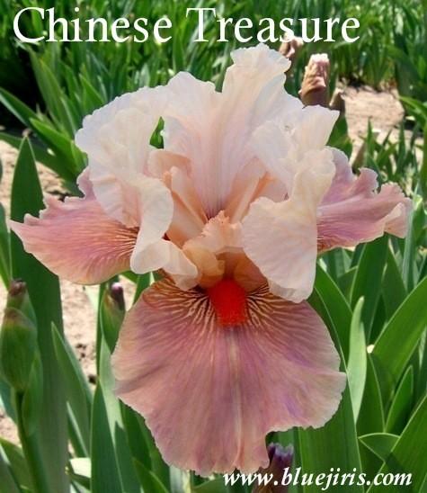 Photo of Tall Bearded Iris (Iris 'Chinese Treasure') uploaded by Calif_Sue