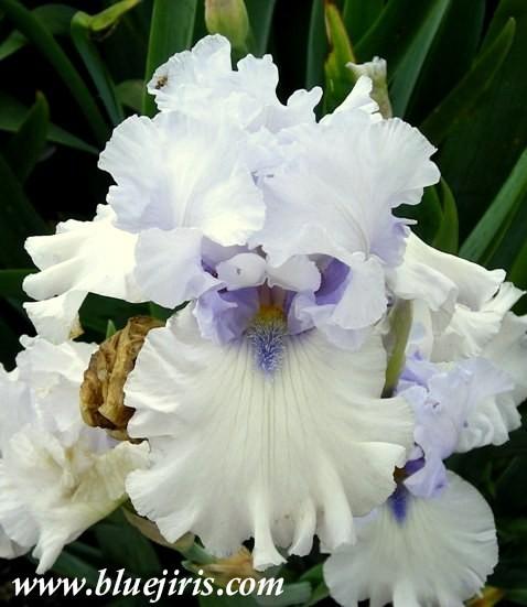 Photo of Tall Bearded Iris (Iris 'Chinook Winds') uploaded by Calif_Sue