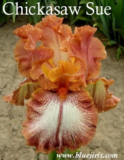 Photo of Border Bearded Iris (Iris 'Chickasaw Sue') uploaded by Calif_Sue