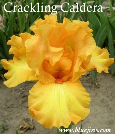 Photo of Tall Bearded Iris (Iris 'Crackling Caldera') uploaded by Calif_Sue