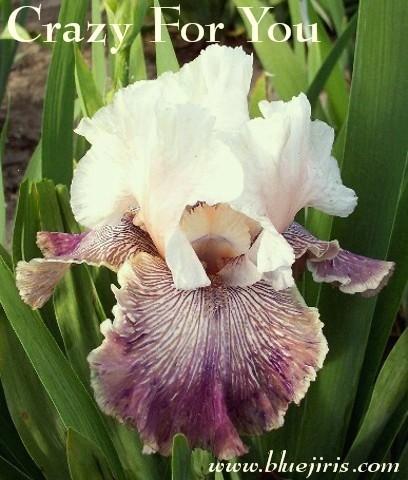 Photo of Tall Bearded Iris (Iris 'Crazy for You') uploaded by Calif_Sue