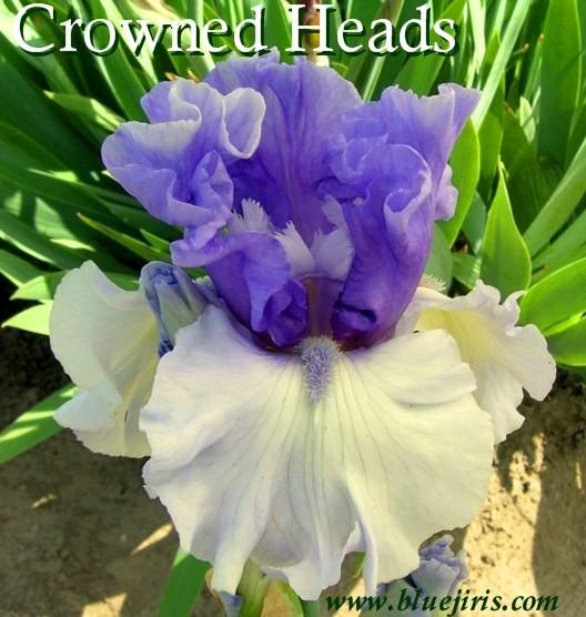 Photo of Tall Bearded Iris (Iris 'Crowned Heads') uploaded by Calif_Sue
