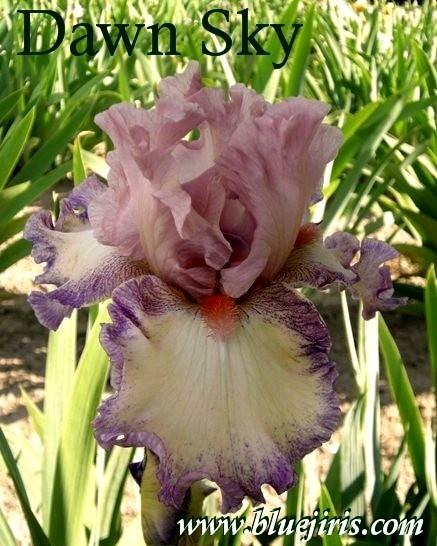 Photo of Tall Bearded Iris (Iris 'Dawn Sky') uploaded by Calif_Sue