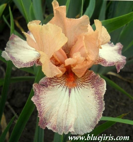 Photo of Border Bearded Iris (Iris 'Delightful Kid') uploaded by Calif_Sue
