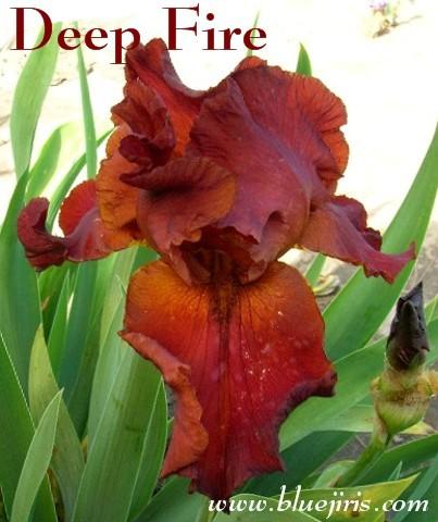Photo of Tall Bearded Iris (Iris 'Deep Fire') uploaded by Calif_Sue