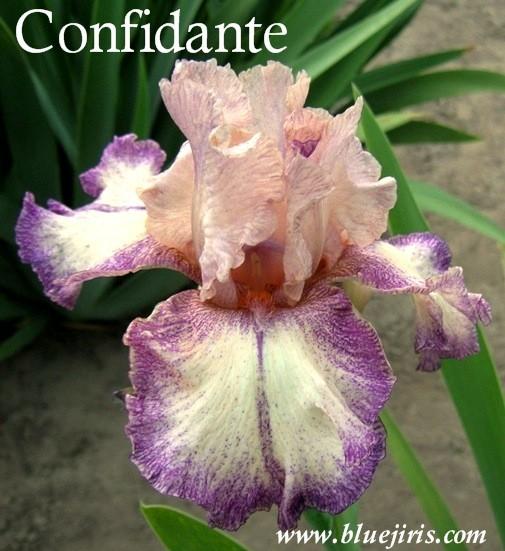 Photo of Tall Bearded Iris (Iris 'Confidante') uploaded by Calif_Sue