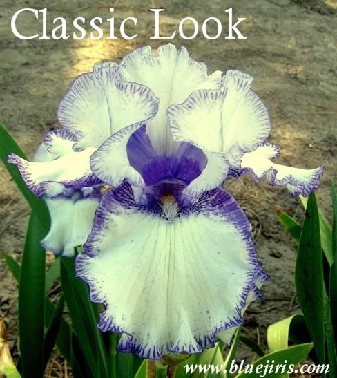 Photo of Tall Bearded Iris (Iris 'Classic Look') uploaded by Calif_Sue