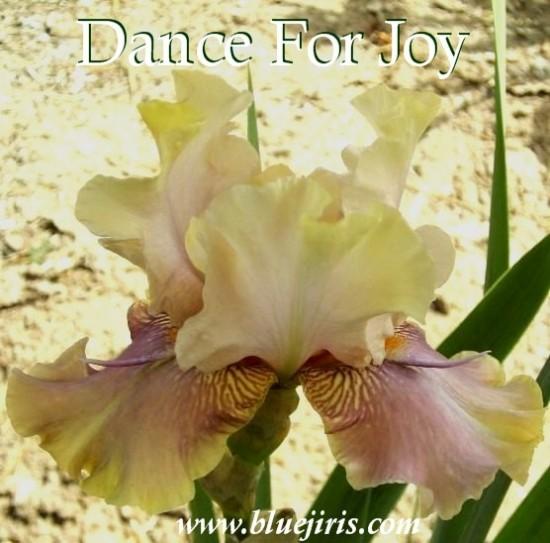 Photo of Tall Bearded Iris (Iris 'Dance for Joy') uploaded by Calif_Sue