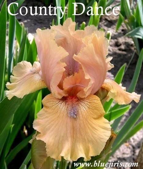 Photo of Intermediate Bearded Iris (Iris 'Country Dance') uploaded by Calif_Sue