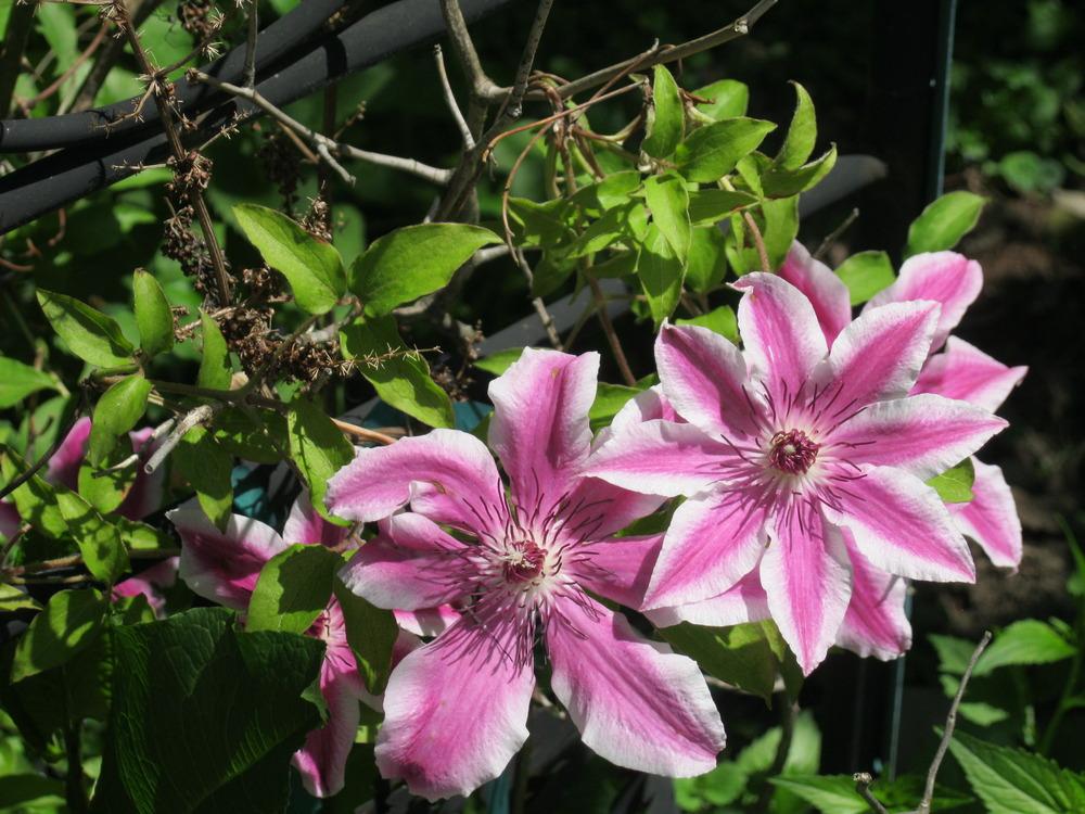 Photo of Clematis 'Carnaby' uploaded by Carolyn22