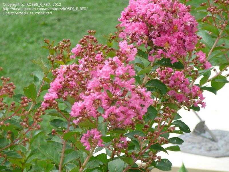 Photo of Crape Myrtle (Lagerstroemia indica 'Hopi') uploaded by Roses_R_Red