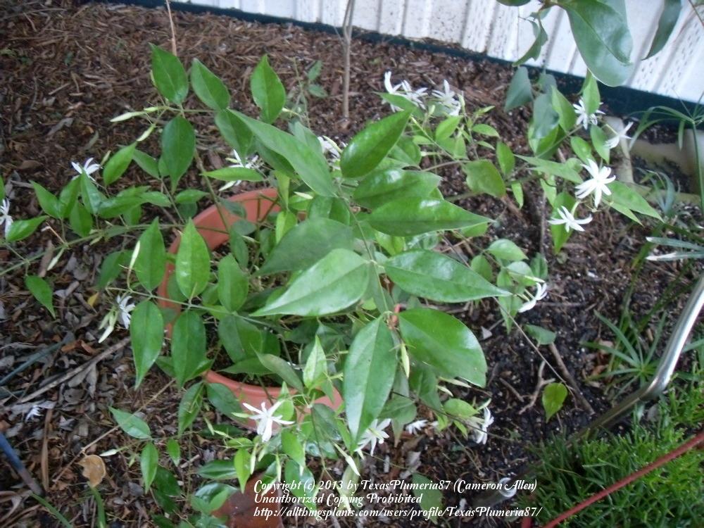 Photo of Star Jasmine (Jasminum laurifolium var. laurifolium) uploaded by TexasPlumeria87