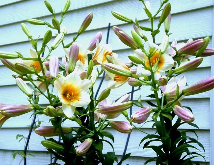Photo of Lilies (Lilium) uploaded by ge1836