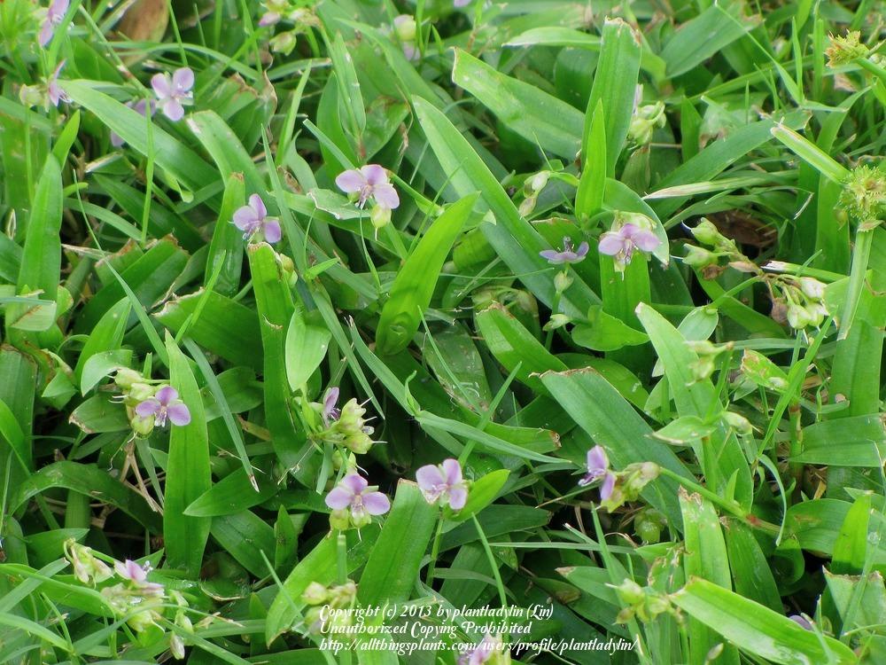 Photo of Doveweed (Murdannia nudiflora) uploaded by plantladylin