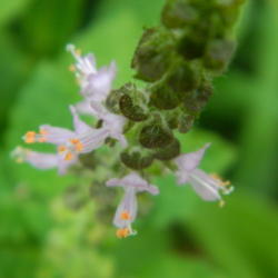 Location: Northeastern, Texas
Date: 2012-08-15
Close up of the flowers