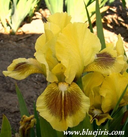 Photo of Standard Dwarf Bearded Iris (Iris 'Double Byte') uploaded by Calif_Sue