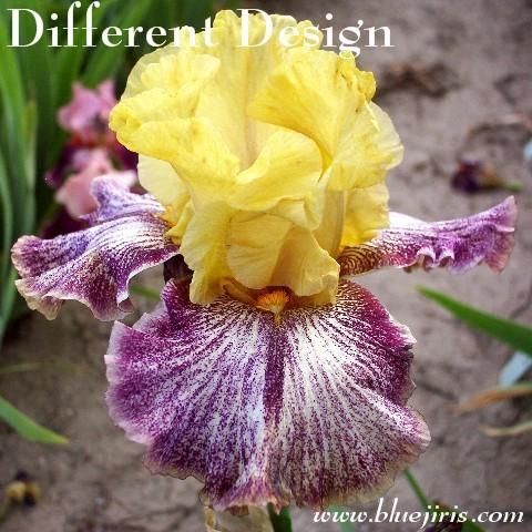 Photo of Tall Bearded Iris (Iris 'Different Design') uploaded by Calif_Sue
