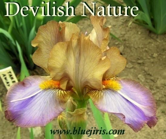 Photo of Intermediate Bearded Iris (Iris 'Devilish Nature') uploaded by Calif_Sue