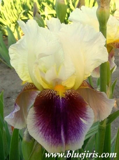 Photo of Tall Bearded Iris (Iris 'Double Rose Amo') uploaded by Calif_Sue