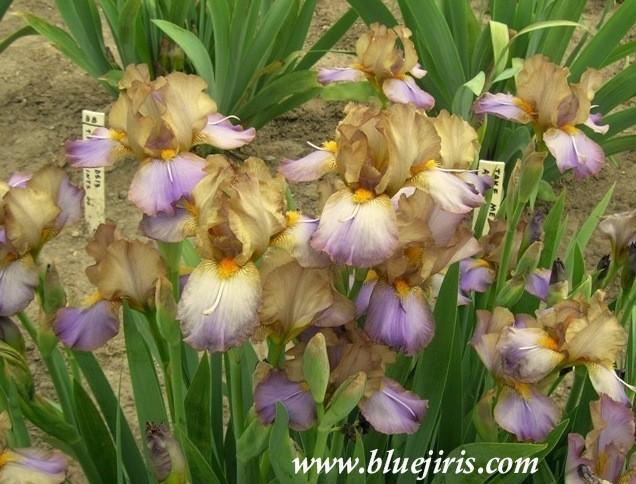 Photo of Intermediate Bearded Iris (Iris 'Devilish Nature') uploaded by Calif_Sue