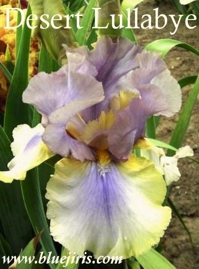 Photo of Tall Bearded Iris (Iris 'Desert Lullaby') uploaded by Calif_Sue