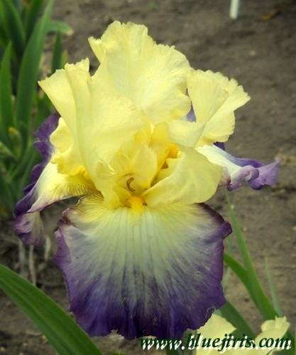 Photo of Tall Bearded Iris (Iris 'Designer's Art') uploaded by Calif_Sue