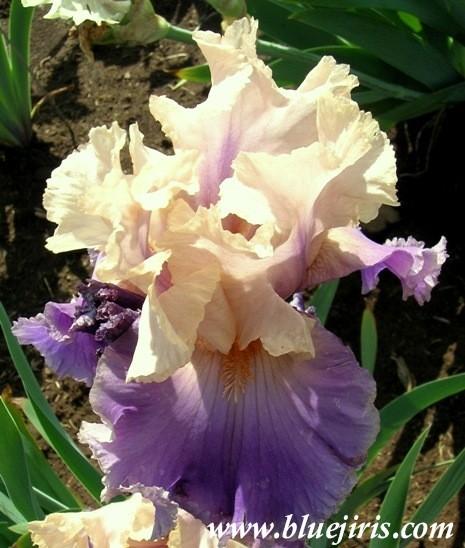 Photo of Tall Bearded Iris (Iris 'Discovered Treasure') uploaded by Calif_Sue