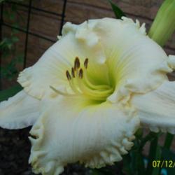 Location: Z:5 
Date: Summer 2012
Very nice white bloom.