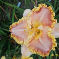 Location: Z:5 
Date: Late summer 2012
Very nice bloom