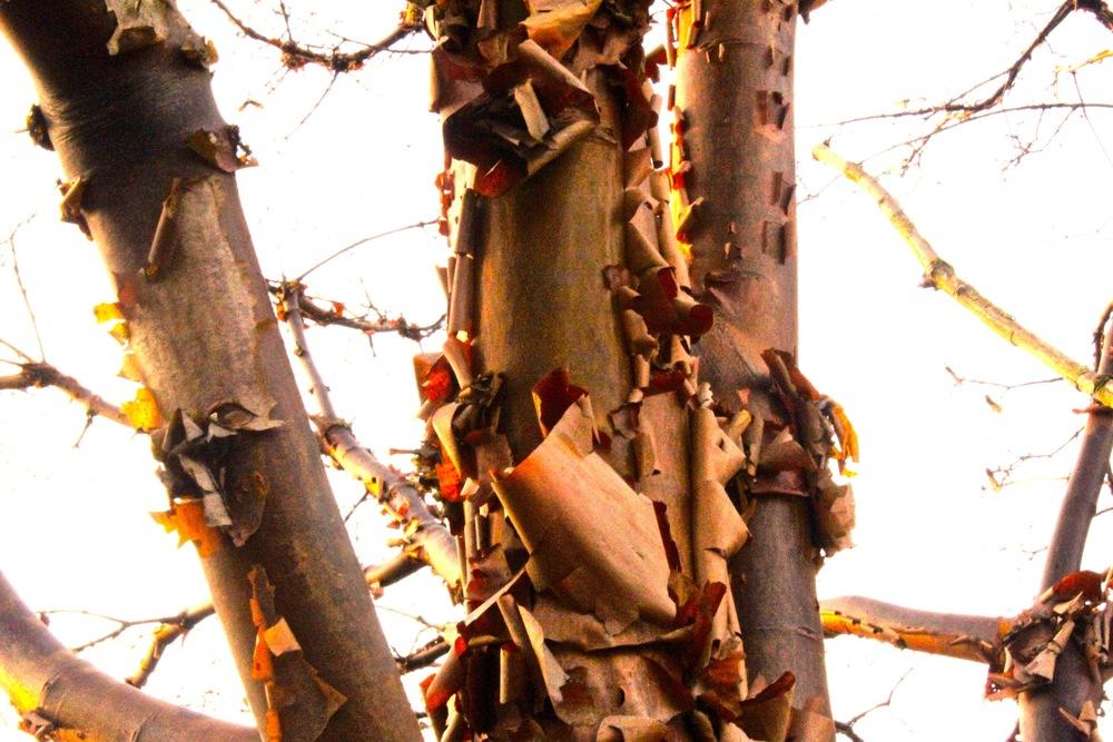 Photo of Paperbark Maple (Acer griseum) uploaded by NEILMUIR1