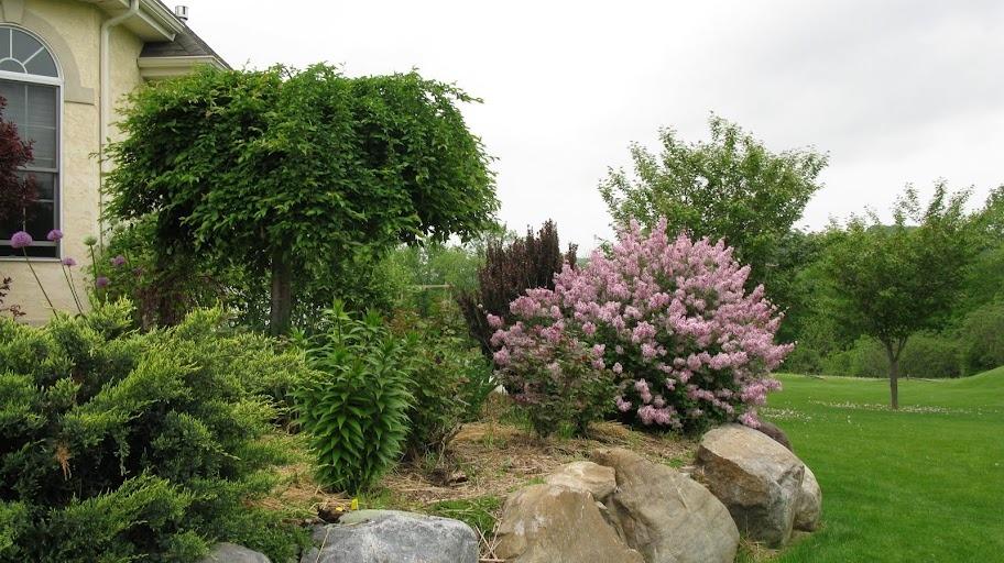 Photo of Dwarf Lilac (Syringa Josee™) uploaded by Roses_R_Red