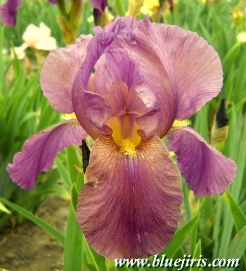 Photo of Arilbred Iris (Iris 'Elmohr') uploaded by Calif_Sue