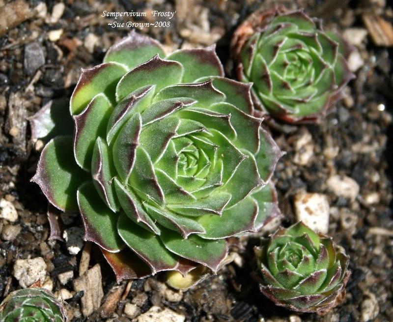 Photo of Hen and Chicks (Sempervivum 'Frosty') uploaded by Calif_Sue