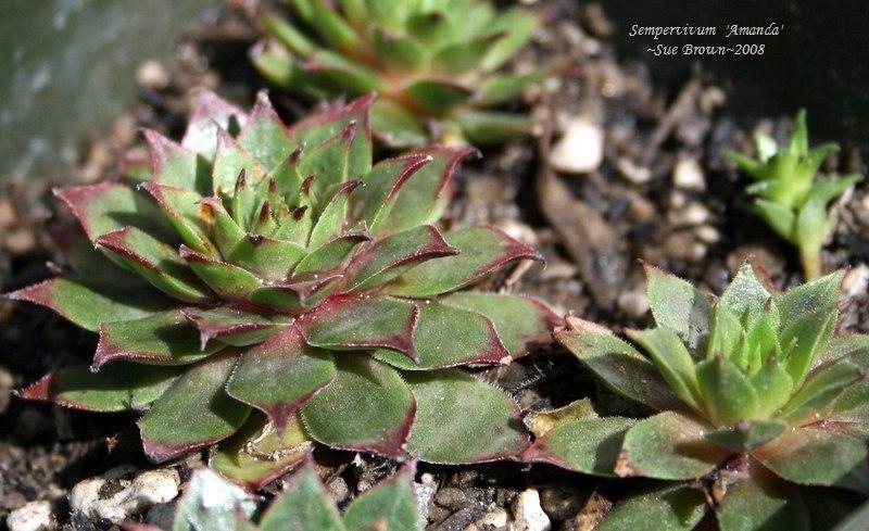 Photo of Hen and Chicks (Sempervivum 'Amanda') uploaded by Calif_Sue