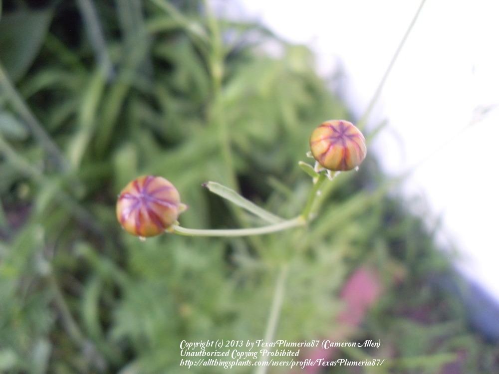 Photo of Plains Coreopsis (Coreopsis tinctoria) uploaded by TexasPlumeria87