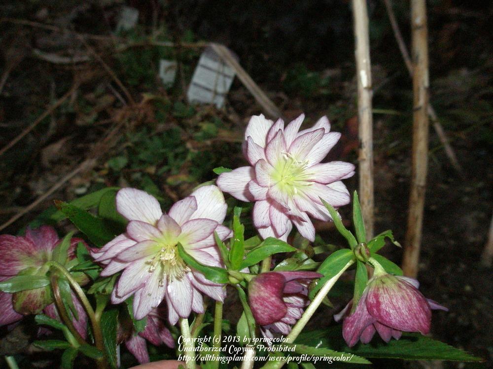 Photo of Hellebore (Helleborus Winter Jewels™ Berry Swirl) uploaded by springcolor