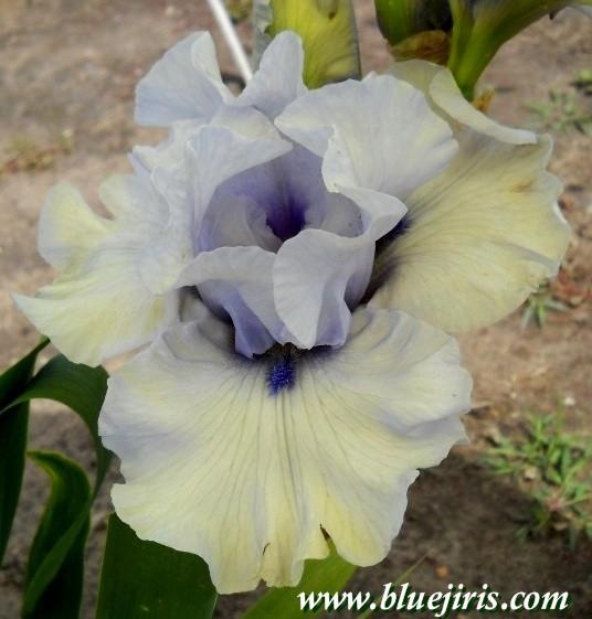 Photo of Tall Bearded Iris (Iris 'Emilo') uploaded by Calif_Sue