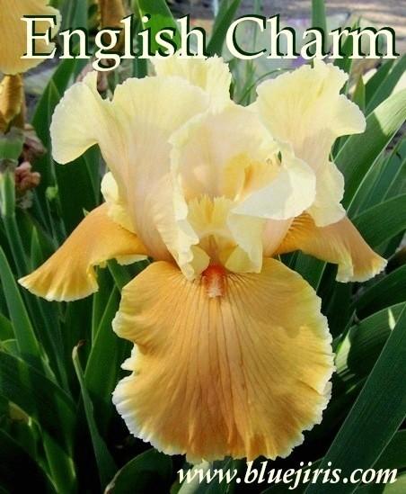 Photo of Tall Bearded Iris (Iris 'English Charm') uploaded by Calif_Sue