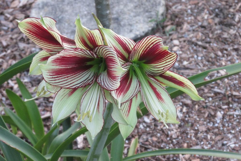 Photo of Butterfly Amaryllis (Hippeastrum papilio) uploaded by Dutchlady1