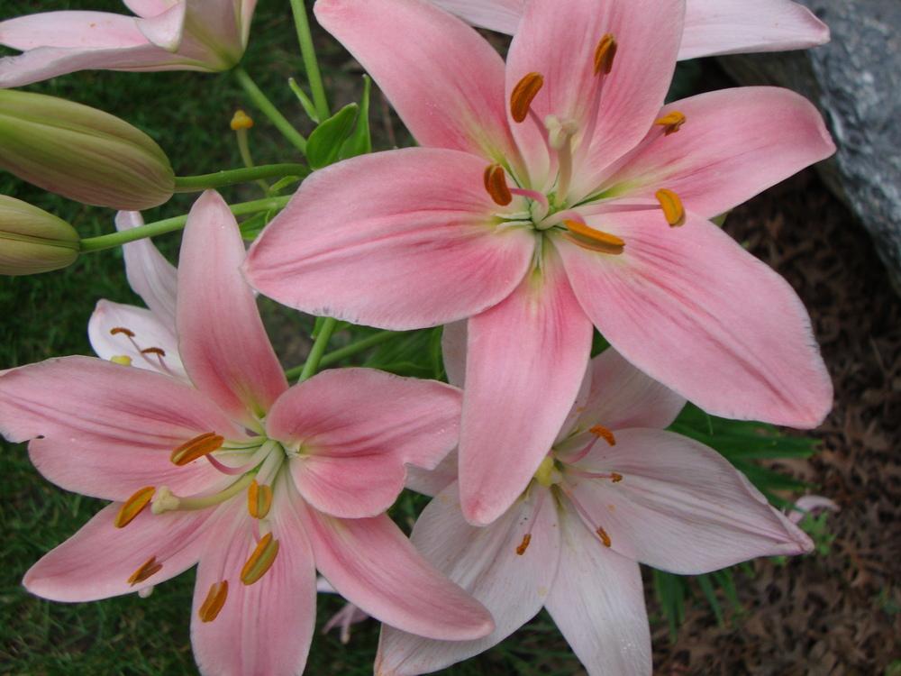 Photo of Lilies (Lilium) uploaded by Paul2032
