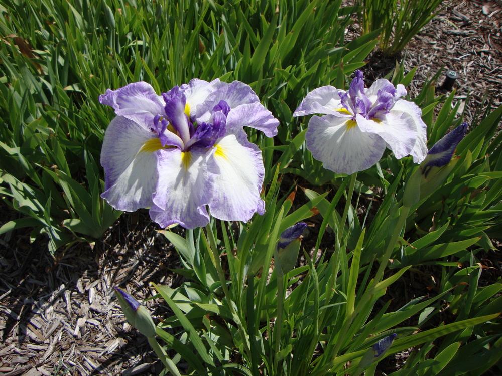 Photo of Irises (Iris) uploaded by Paul2032