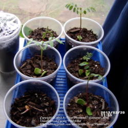 Location: Plano, TX
Date: 2013-02-20
Two week old seedlings