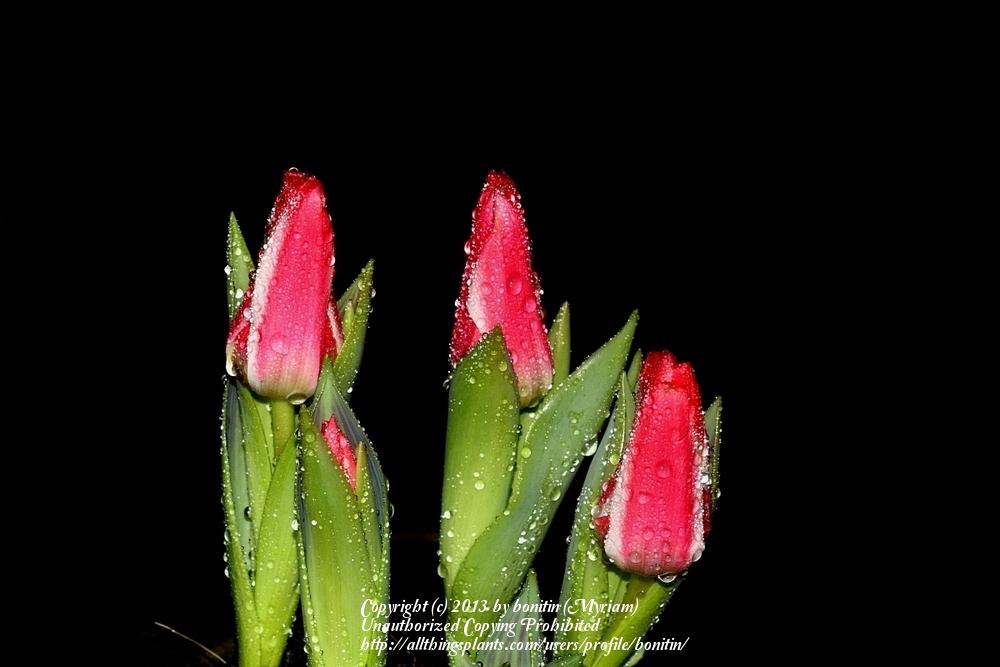 Photo of Tulip (Tulipa greigii 'Pinocchio') uploaded by bonitin